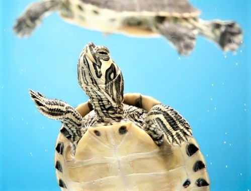 Cosa sapere sulle tartarughe d'acqua dolce