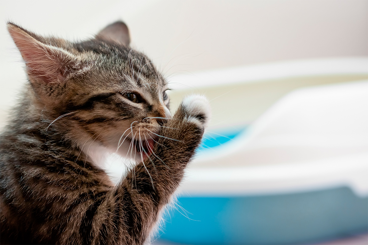 Igiene del gatto: tutto quello che c'è da sapere