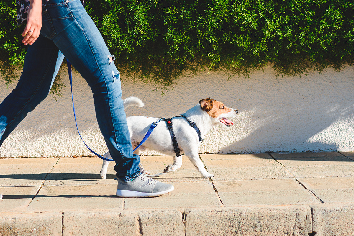 Guinzaglio per cane per la passeggiata
