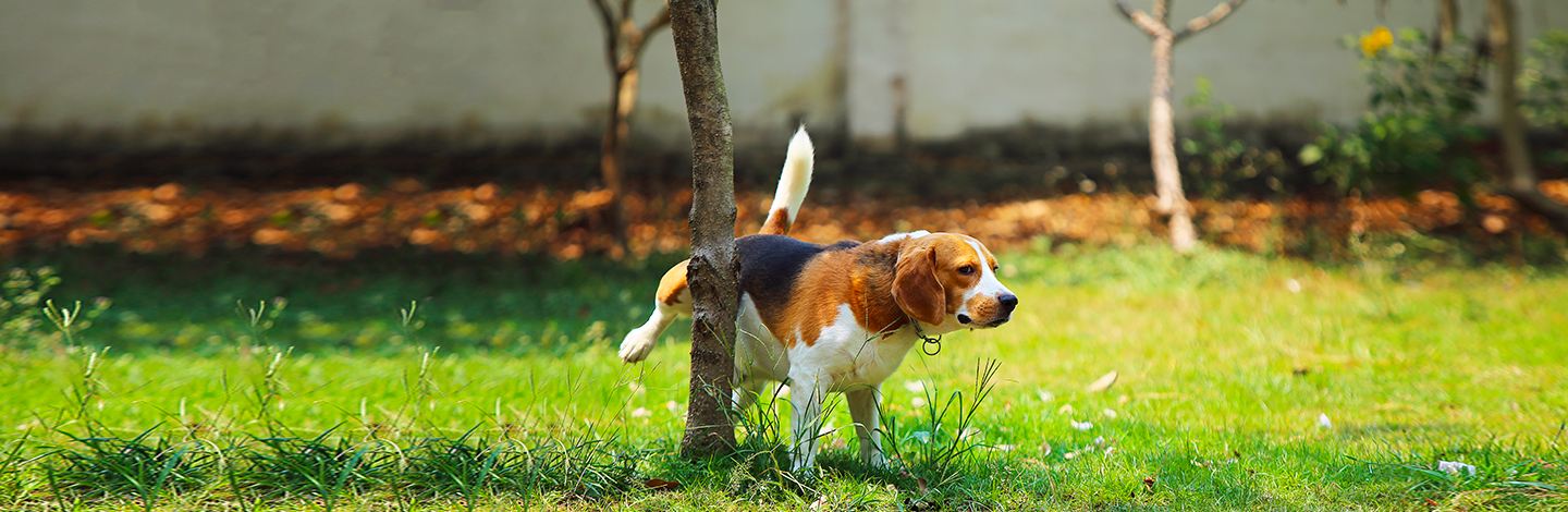 Marcature e feromoni per cani: tutto quello che c'è da sapere