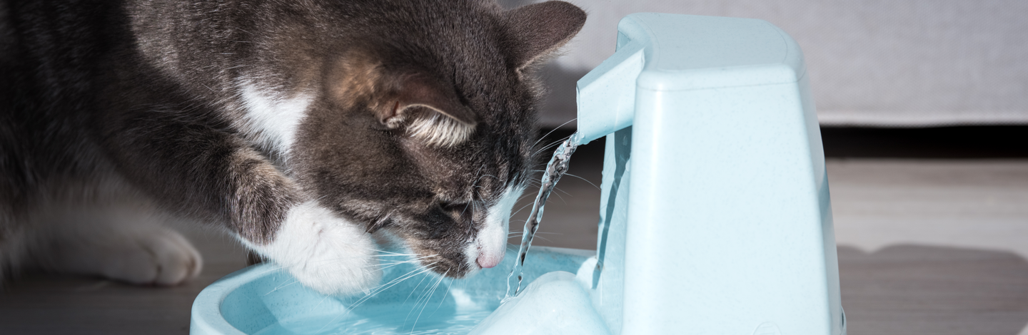 Quali sono le migliori fontanelle per gatti?