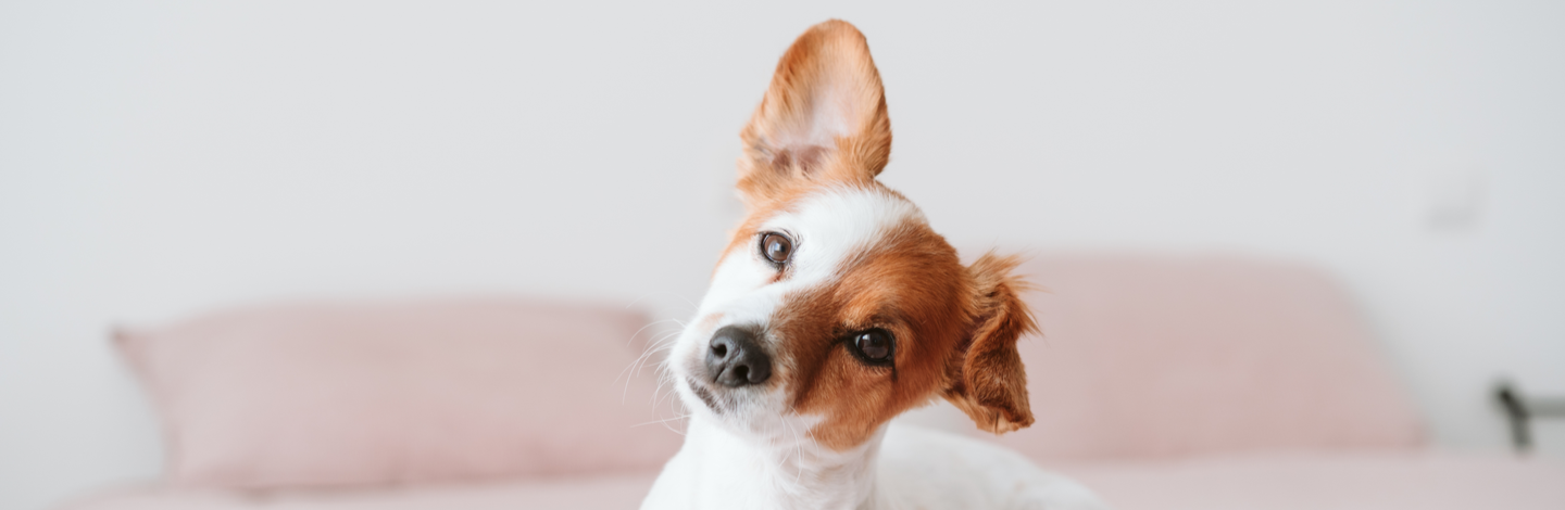 Pulizia delle orecchie del cane: tutto quello che c'è da sapere