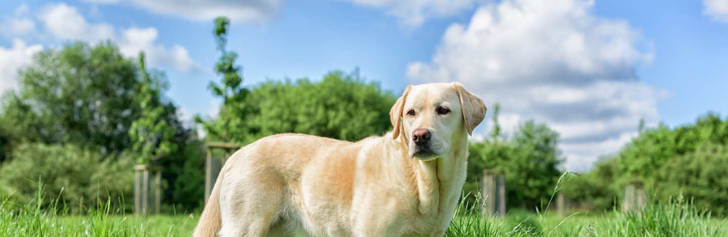 Labrador retriever razza cane