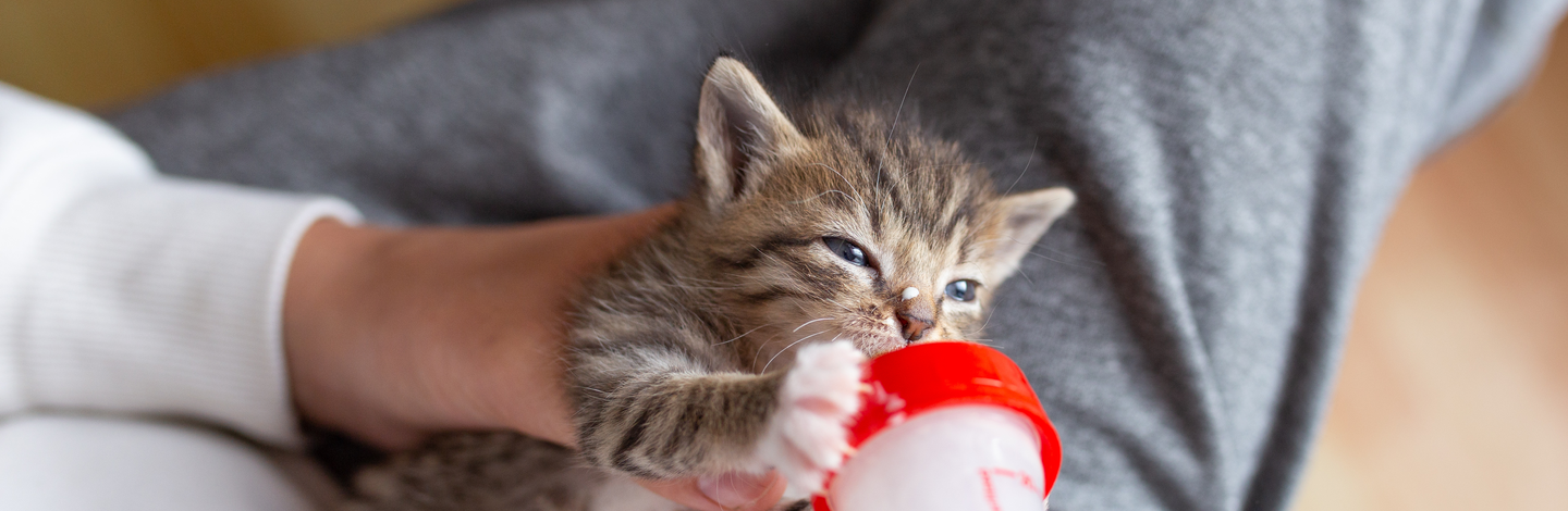 quanto deve mangiare un gattino appena nato