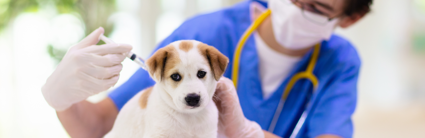 vaccini per cucciolo cane come e cosa fare