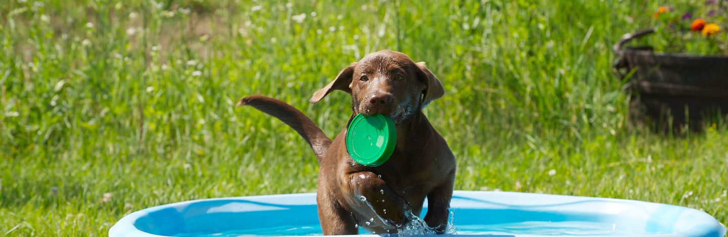 piscine per cani